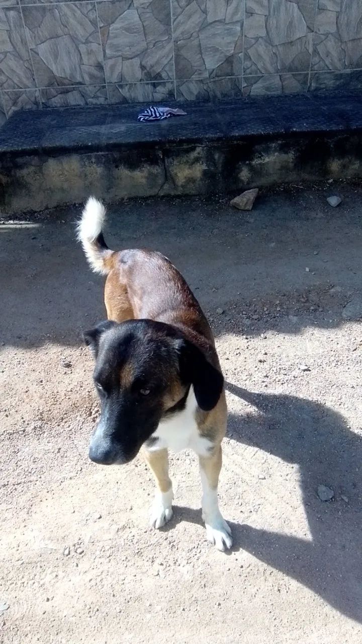 Cão para adoção 