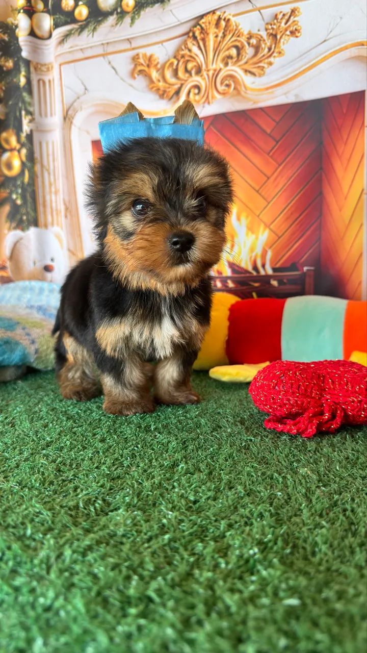Yorkshire Terrier macho  - Foto 5