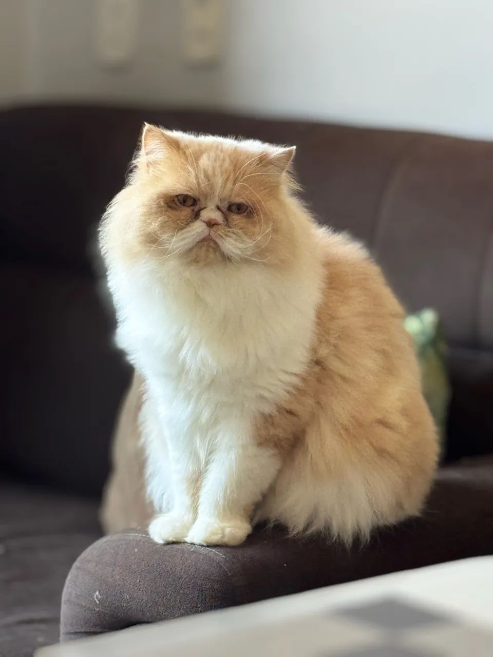 Gato persa  - Foto 2