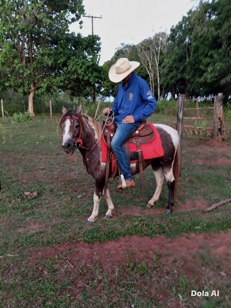 Pônei Paint horse - Foto 2