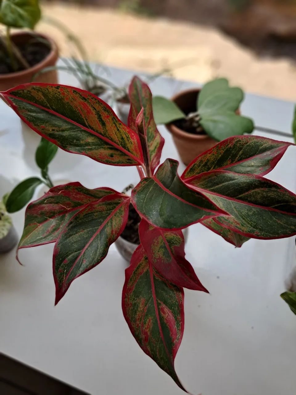 Planta 