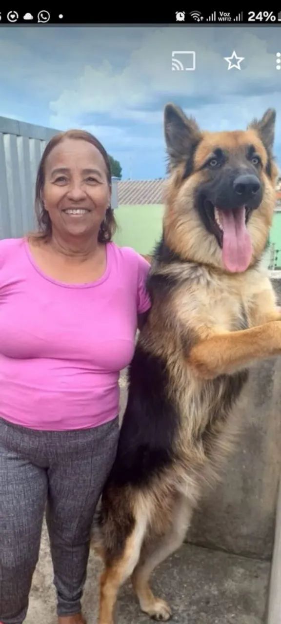 Pastor alemão com pedigree  - Foto 2