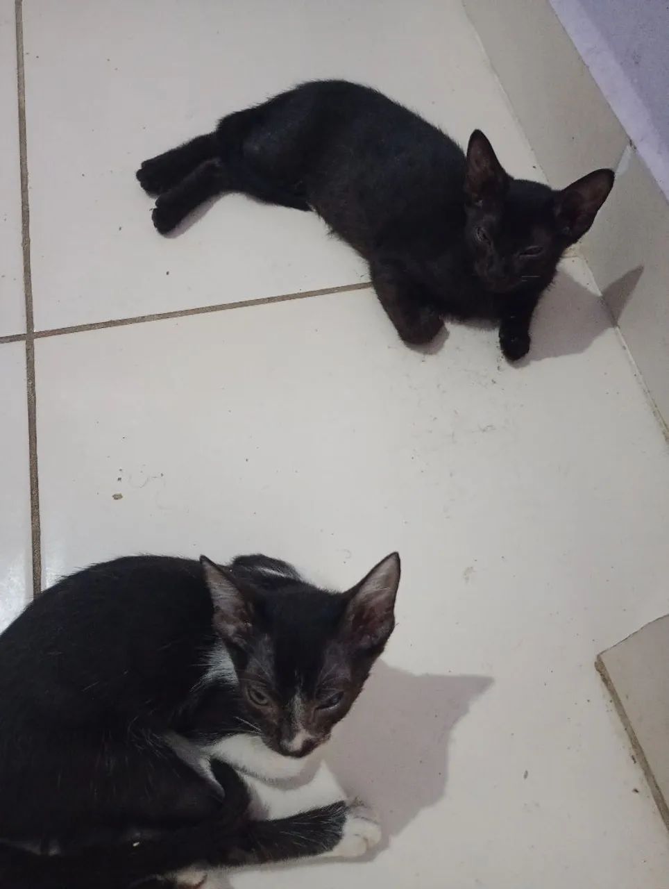 Doando filhotes de gato em santa luzia  - Foto 2