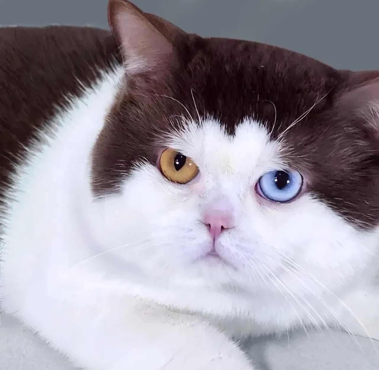 Filhote British Shorthair Raro