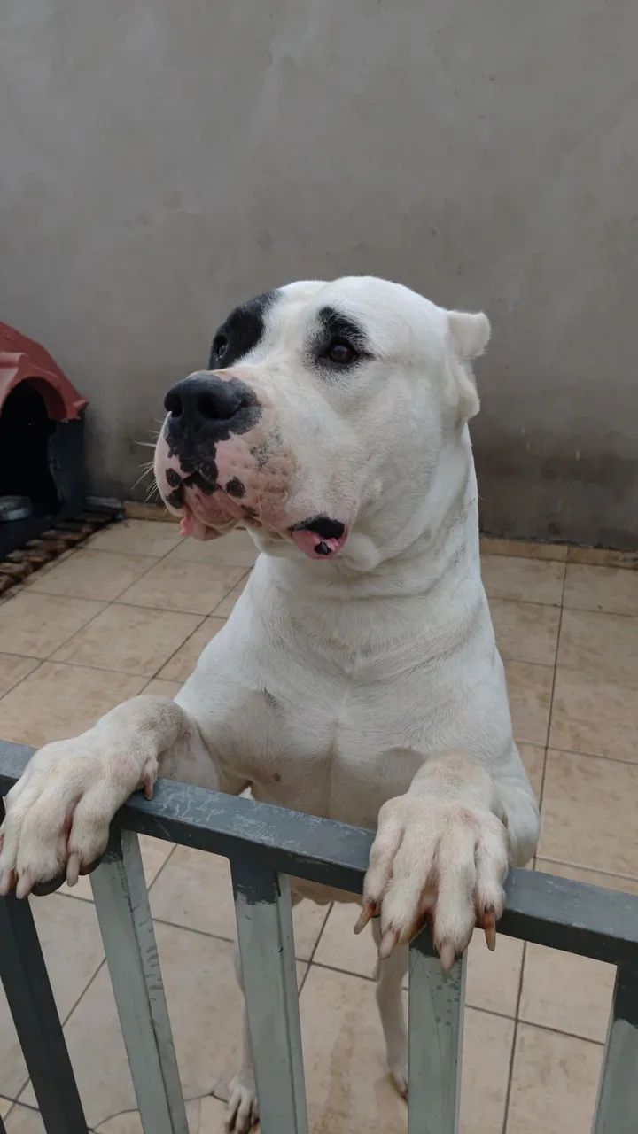 Dogo Argentino pirata  - Foto 3