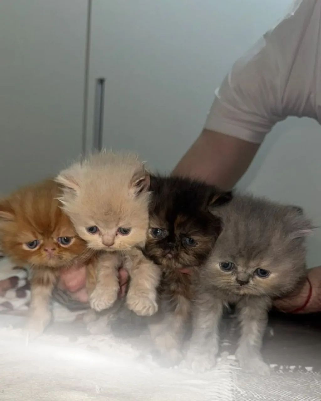 Adoção de gatinhos 