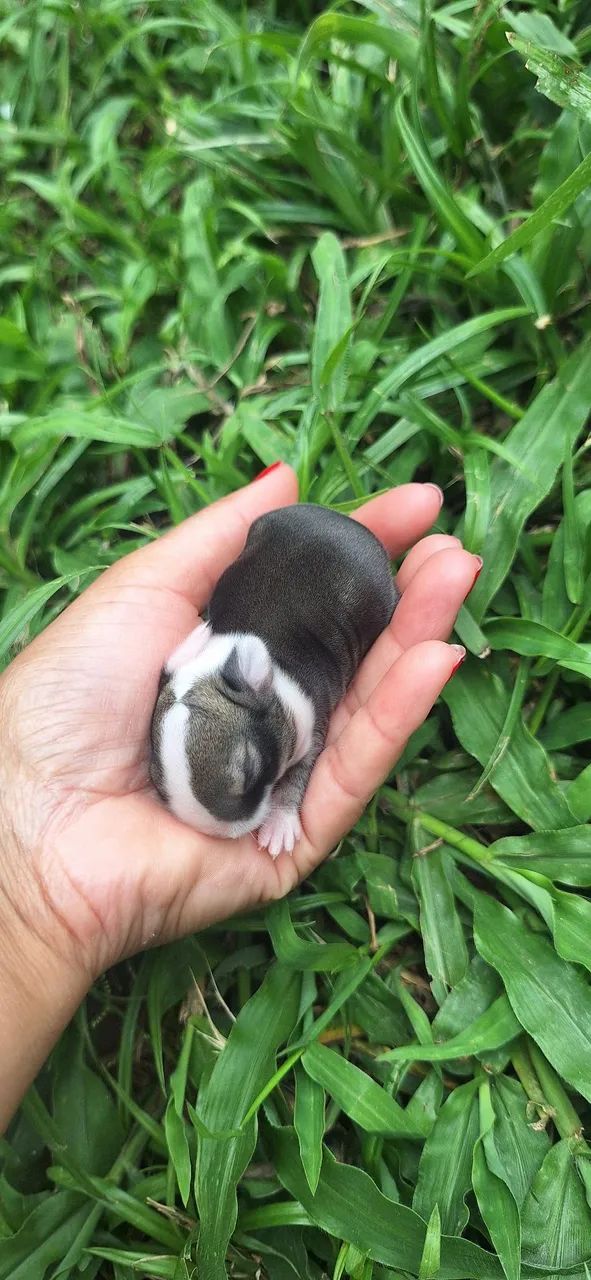 Mini coelho Netherland Dwarf  - Foto 4