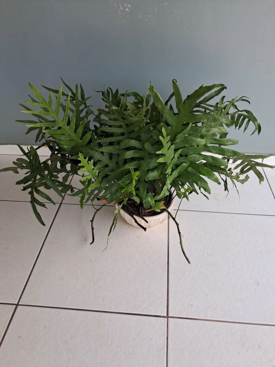 Planta  - Foto 2