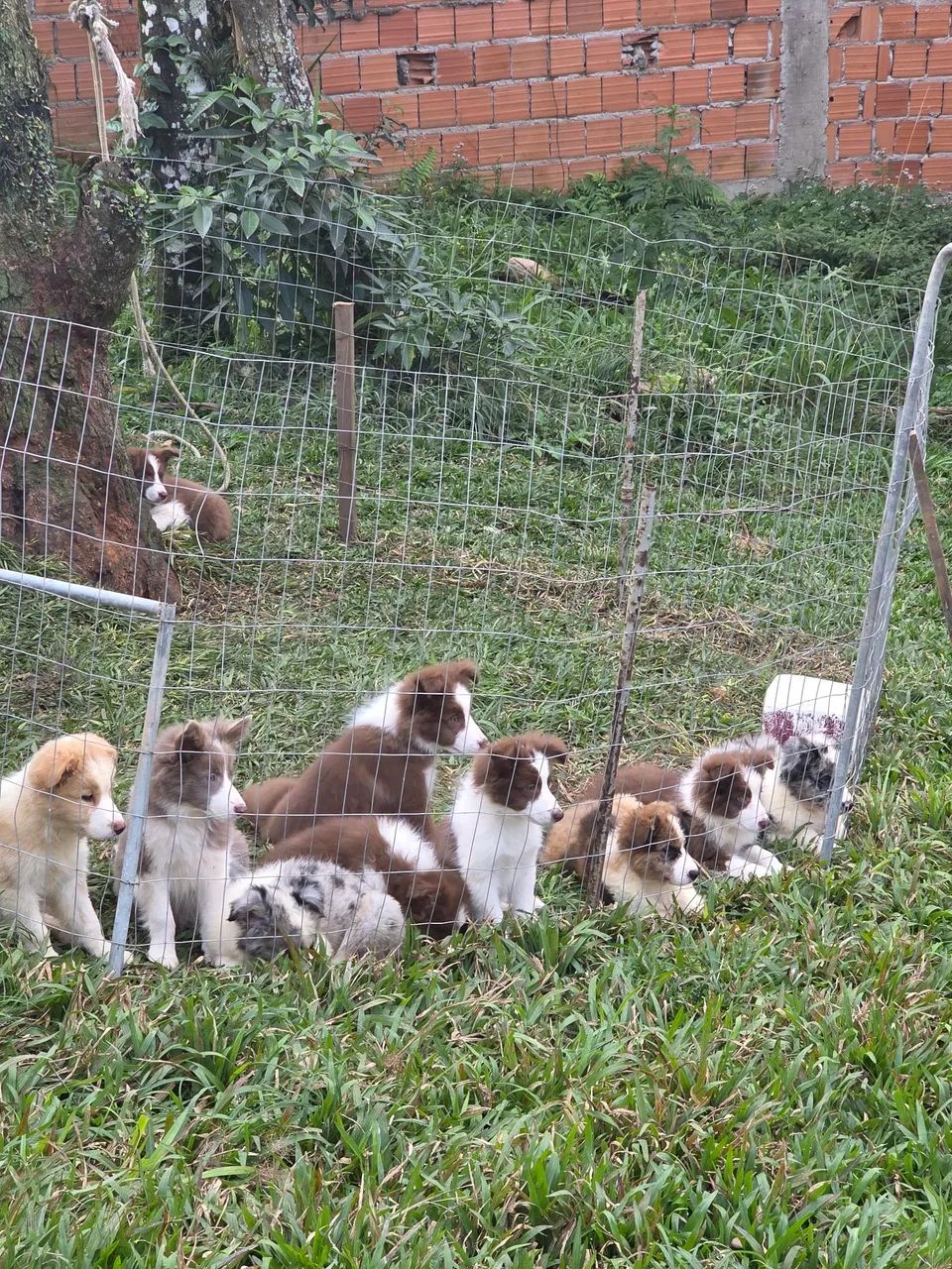 Filhote de Border Collie com pedigree cbkc - Foto 5