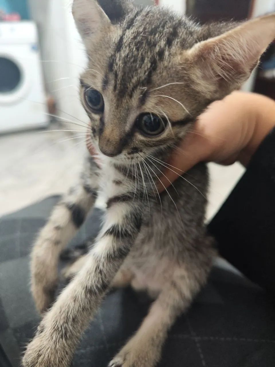 Doa-se lindos nenéns  - Foto 4