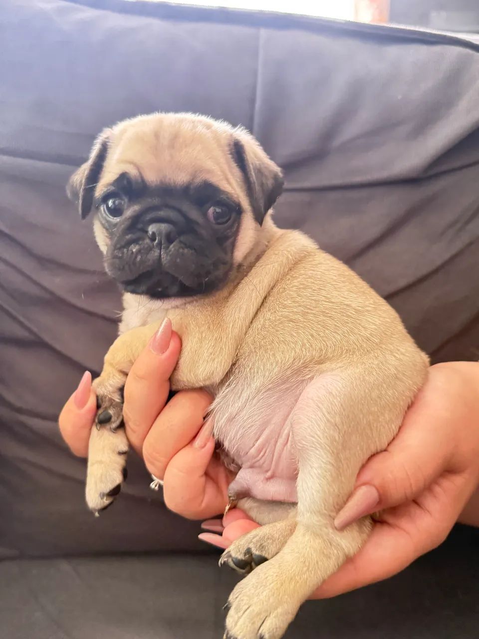 PUGS MACHO - Foto 2