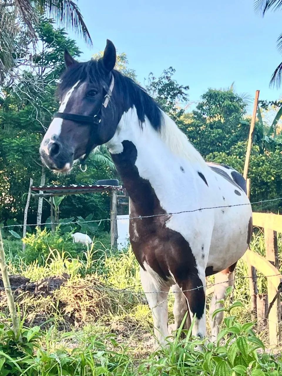 Cavalo capado (troco por moto) - Foto 2