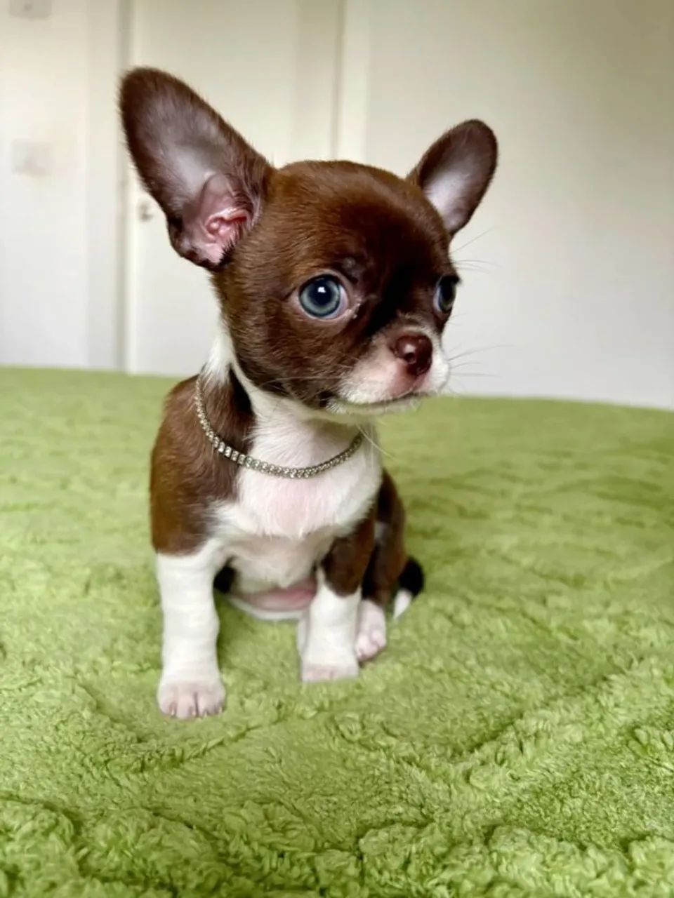 chihuahua cabecinha de maça - padrão cbkc