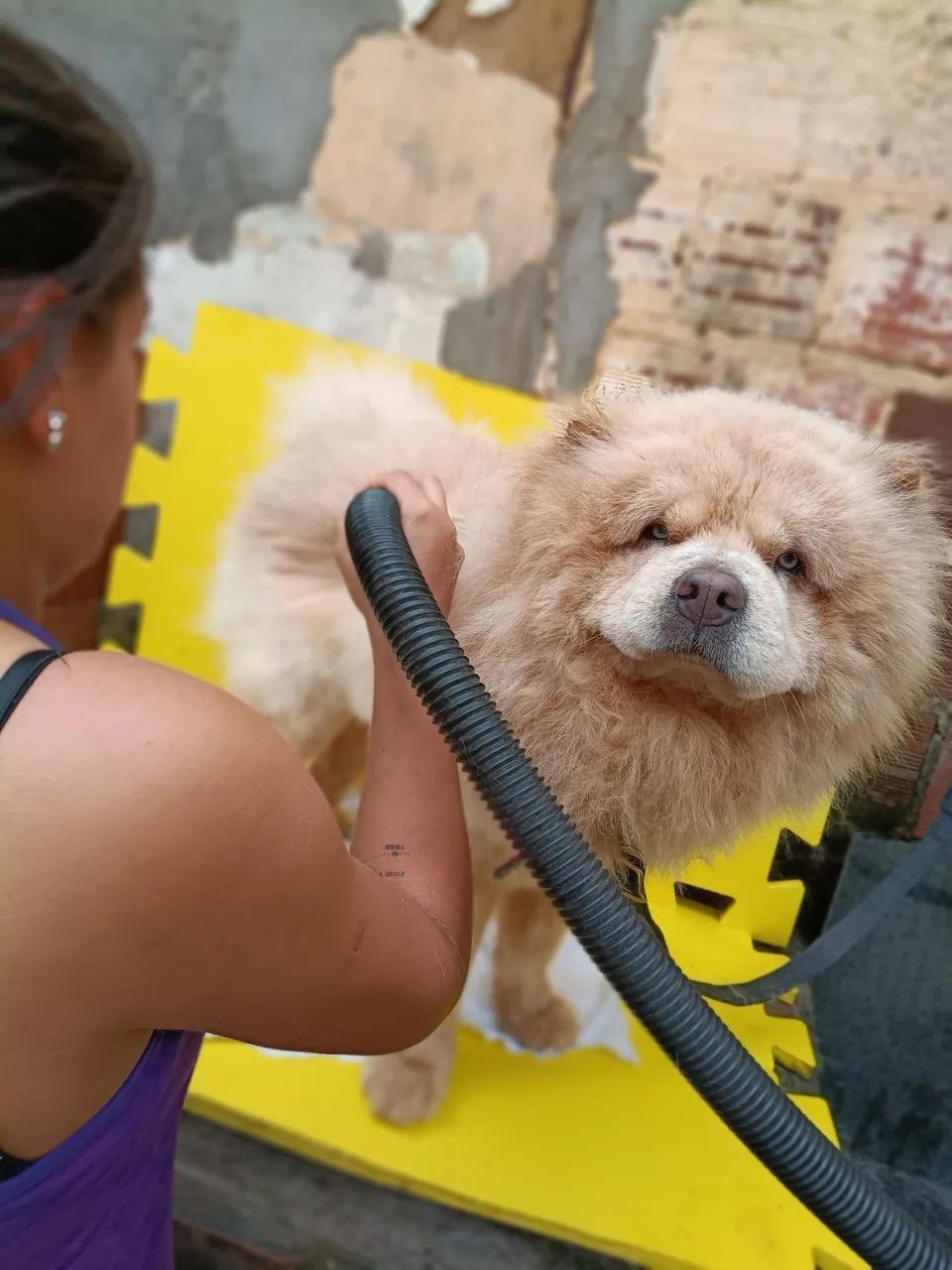 cachorro pra procriação 