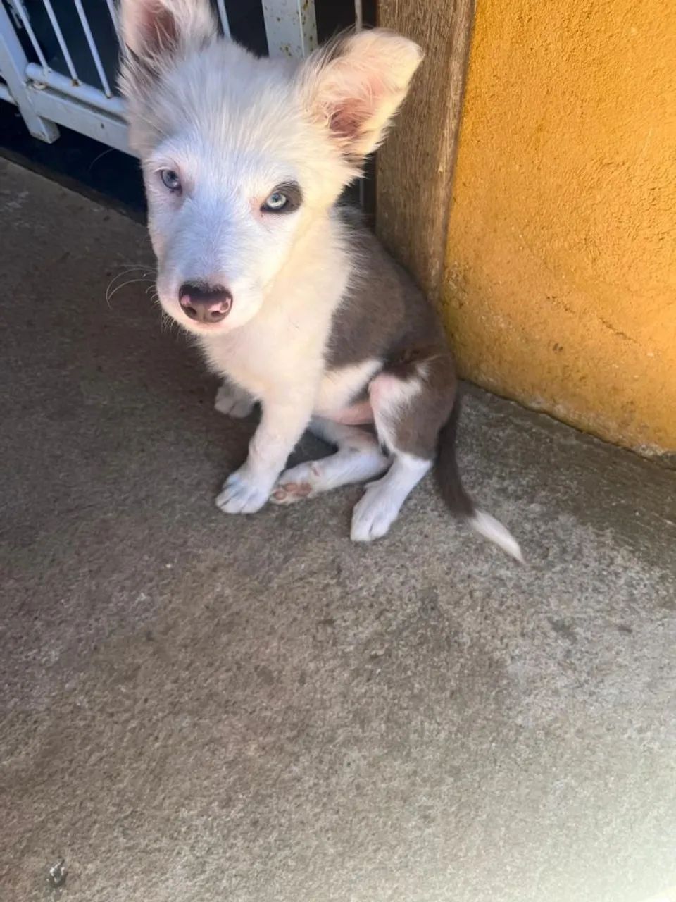 Vendo Fêmea Boder Colie