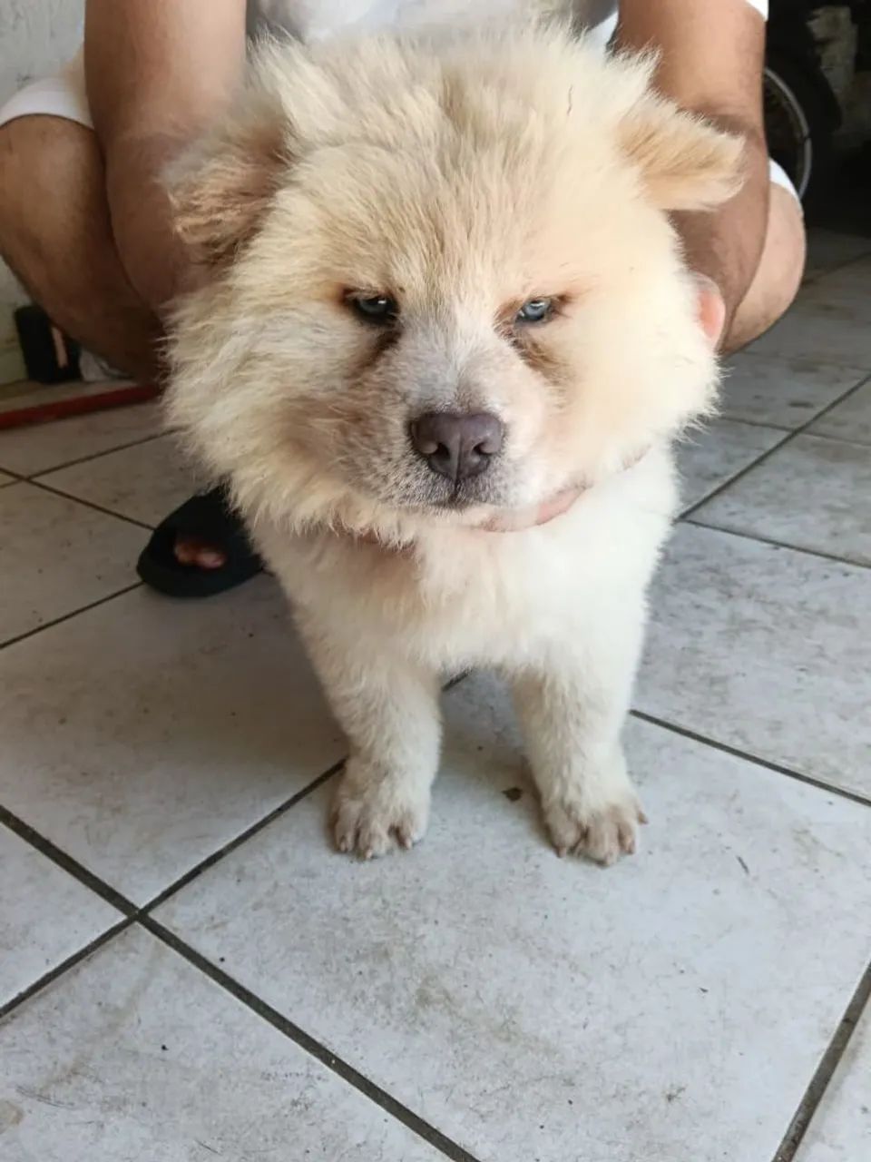Cachorro  - Foto 2