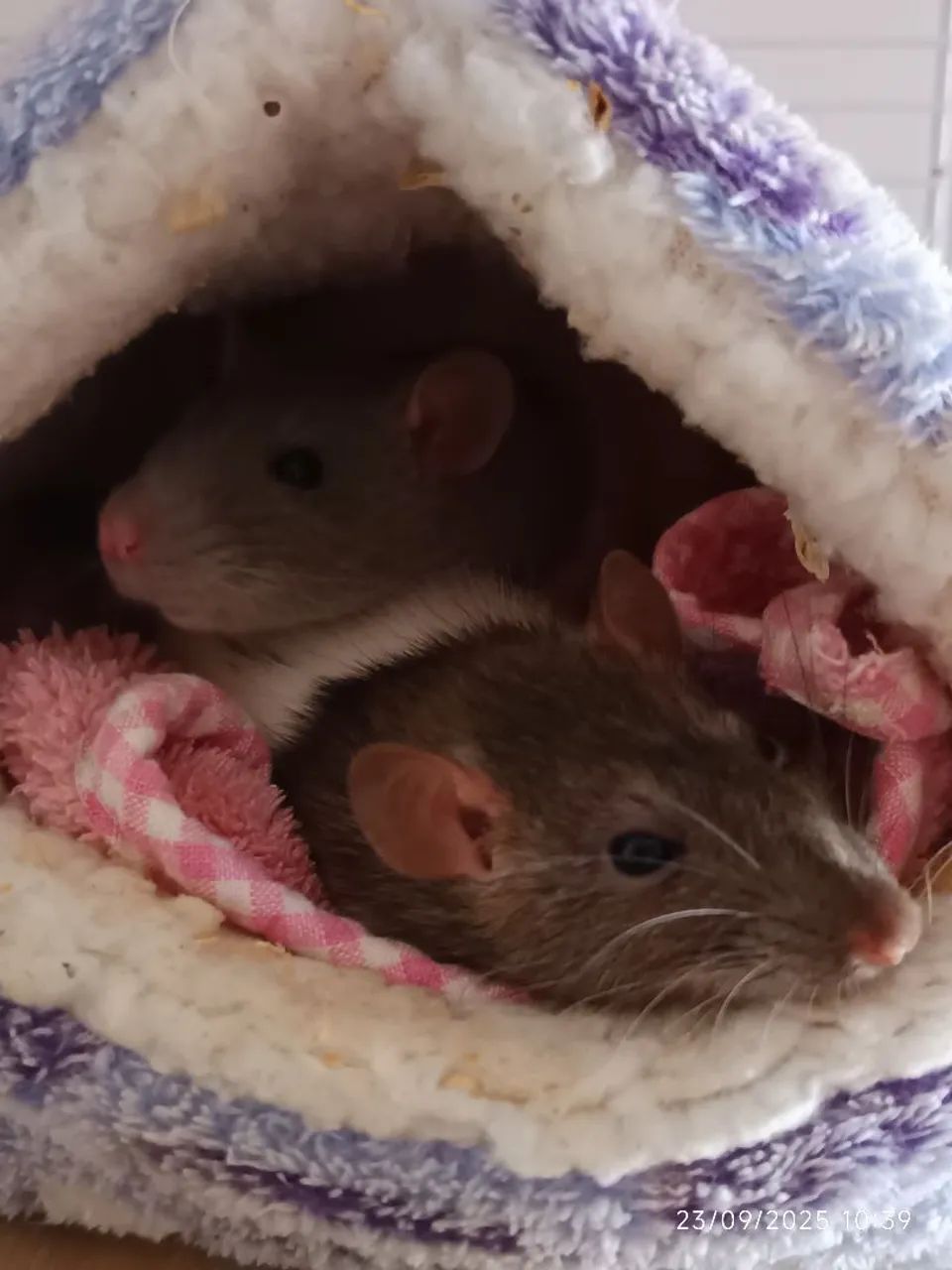 Ratas Twister - Foto 2