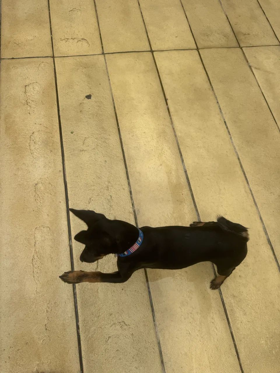 Pinscher 2 - Foto 3