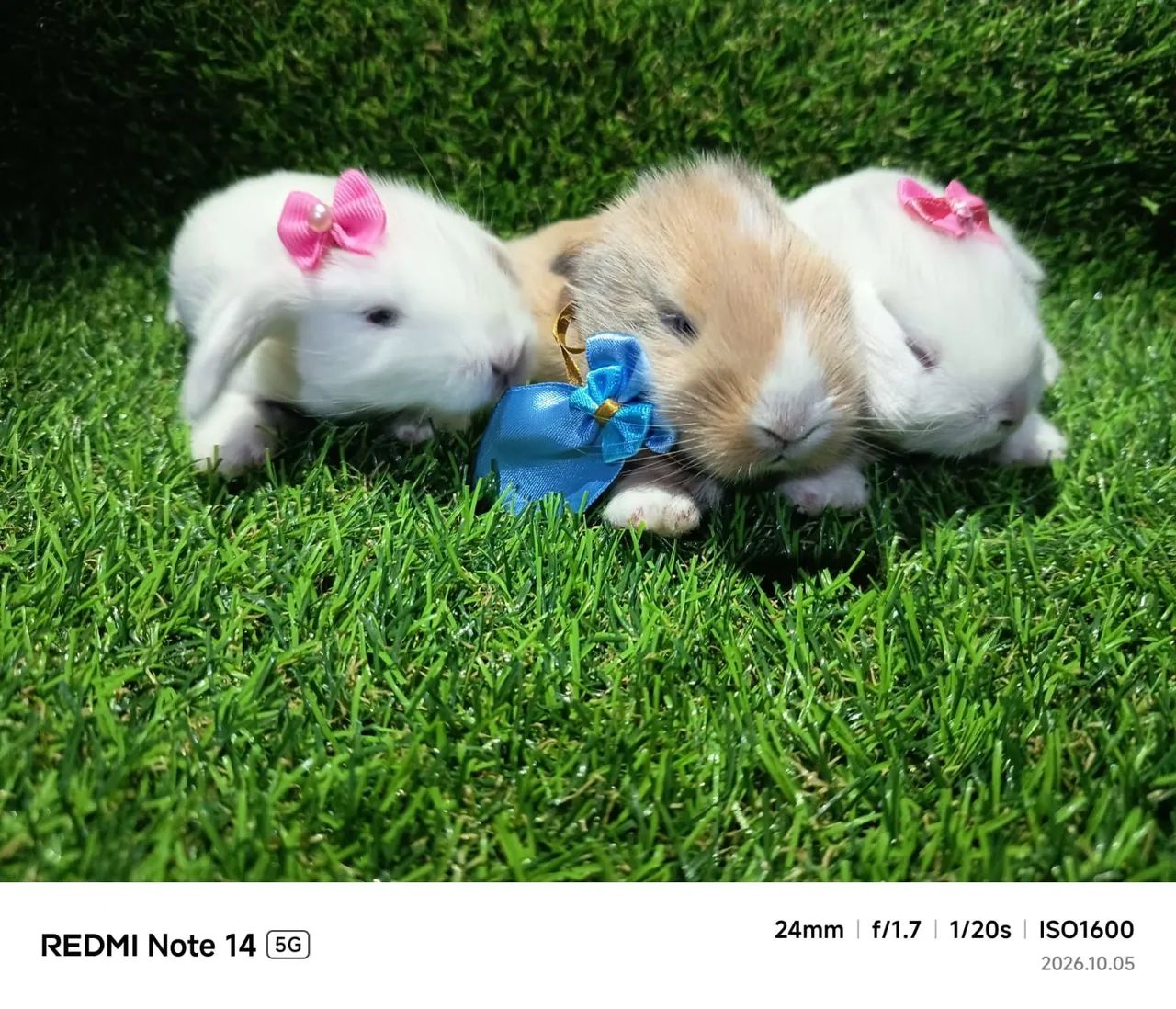 Coelho mini lope  - Foto 2