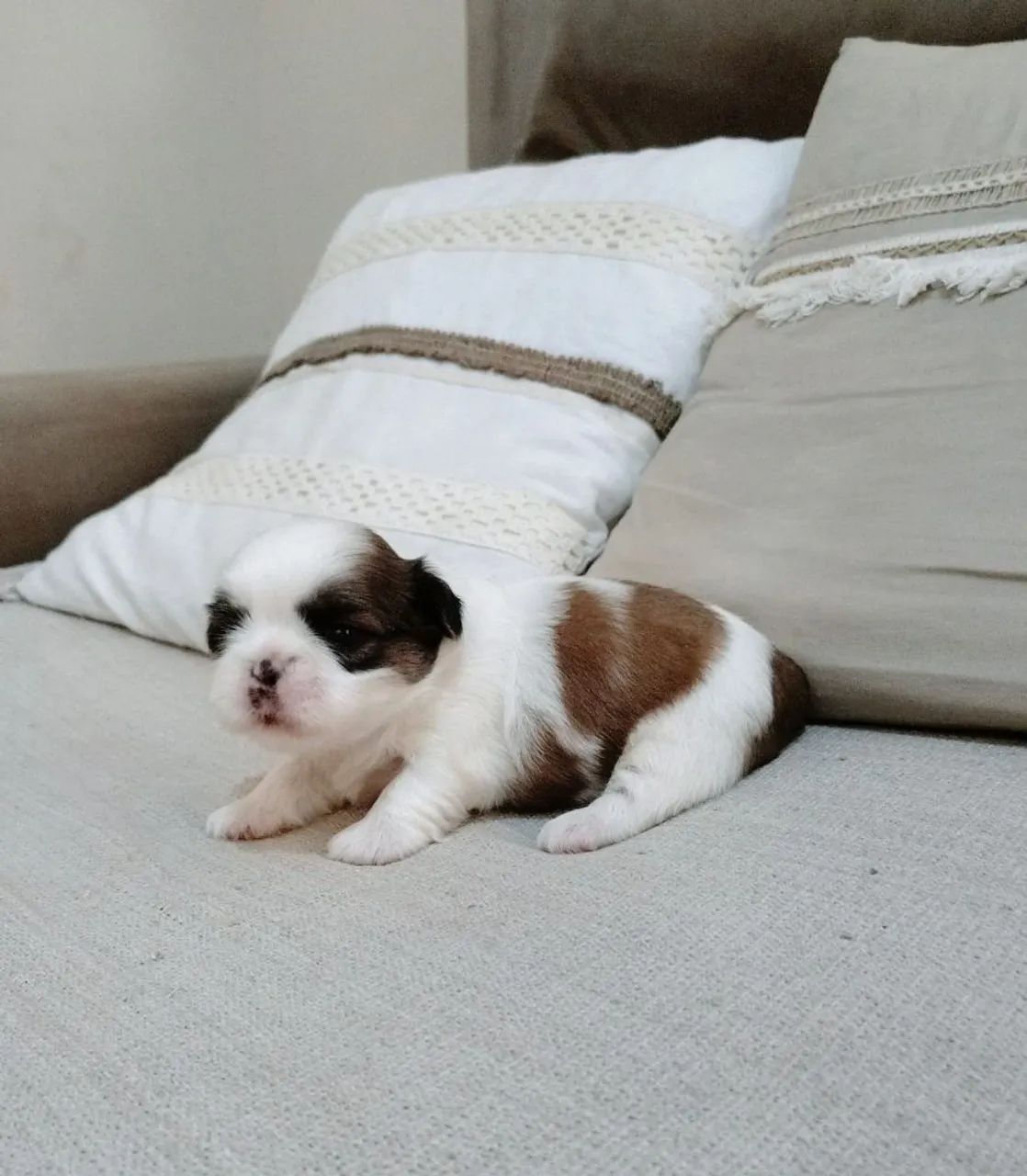 Shih Tzu micro legítimo 