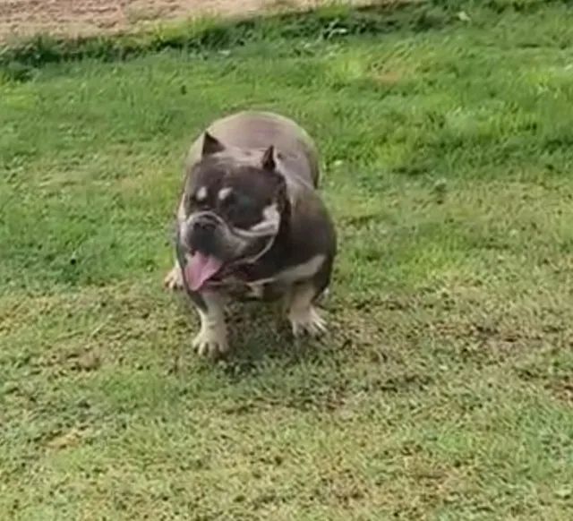 American Bully fêmea micro tri-blue  - Foto 2