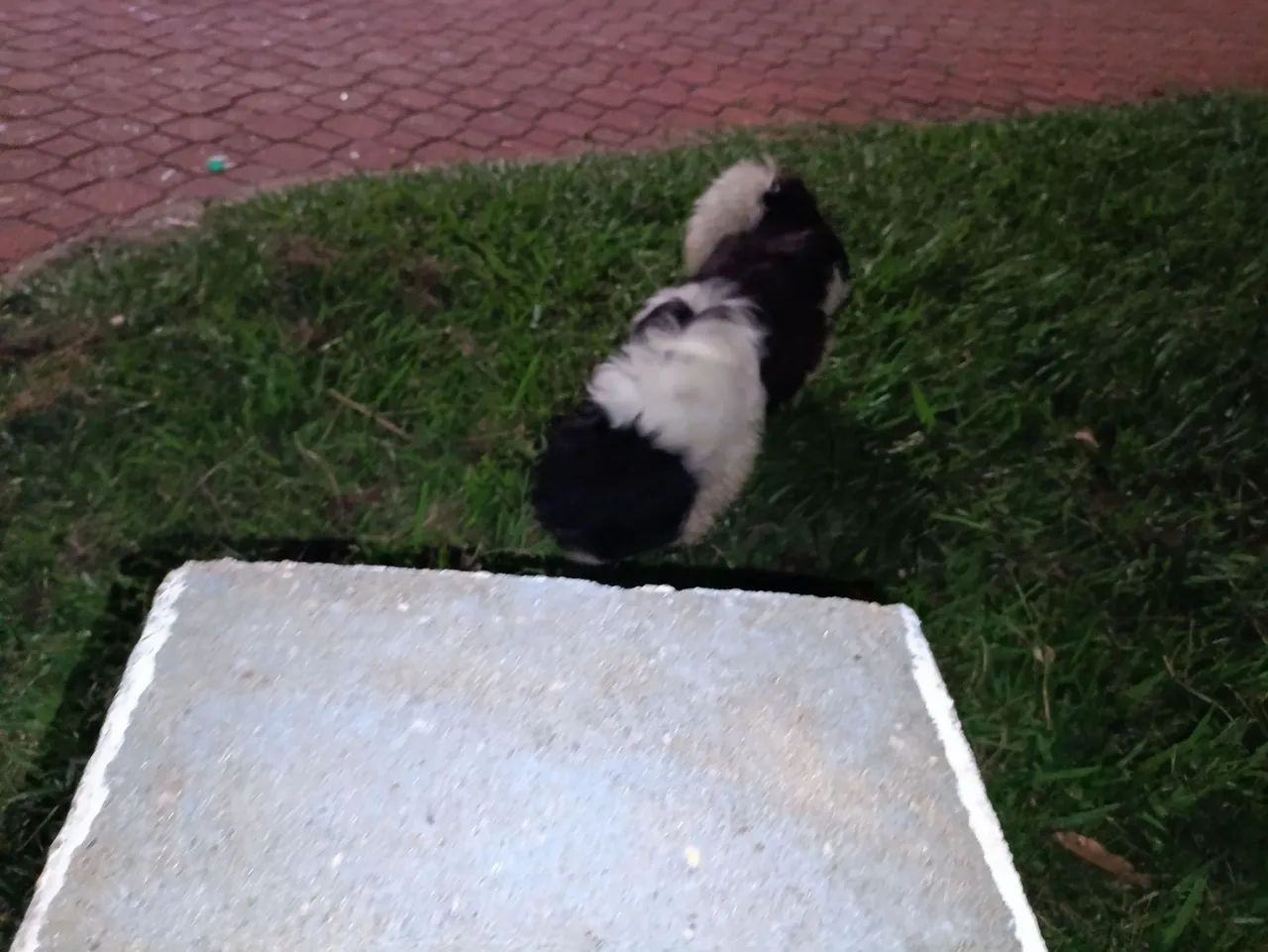 Vendo cachorro adulto raça Shitzu com 6 anos mais chamado de floquinho - Foto 6