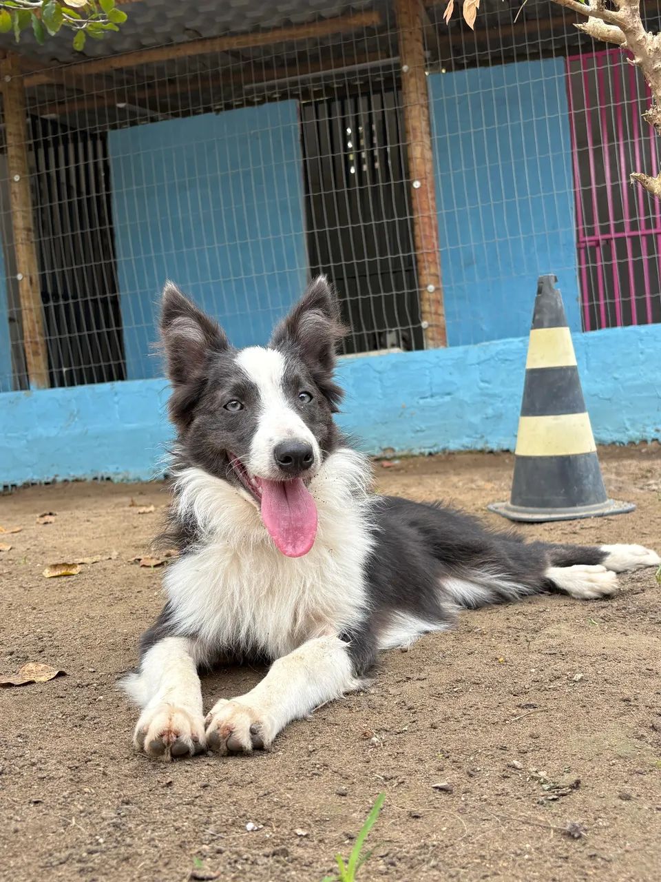 Border Collie  - Foto 3
