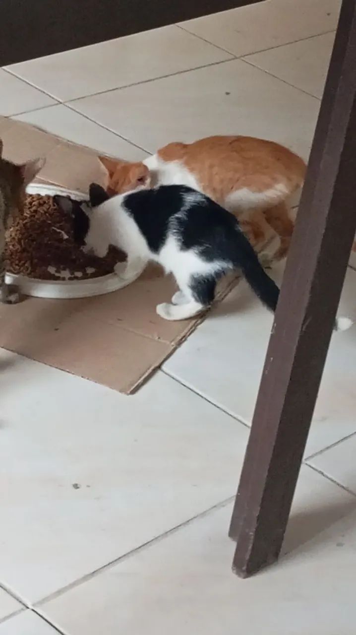 Adoção de gatinha - Foto 3