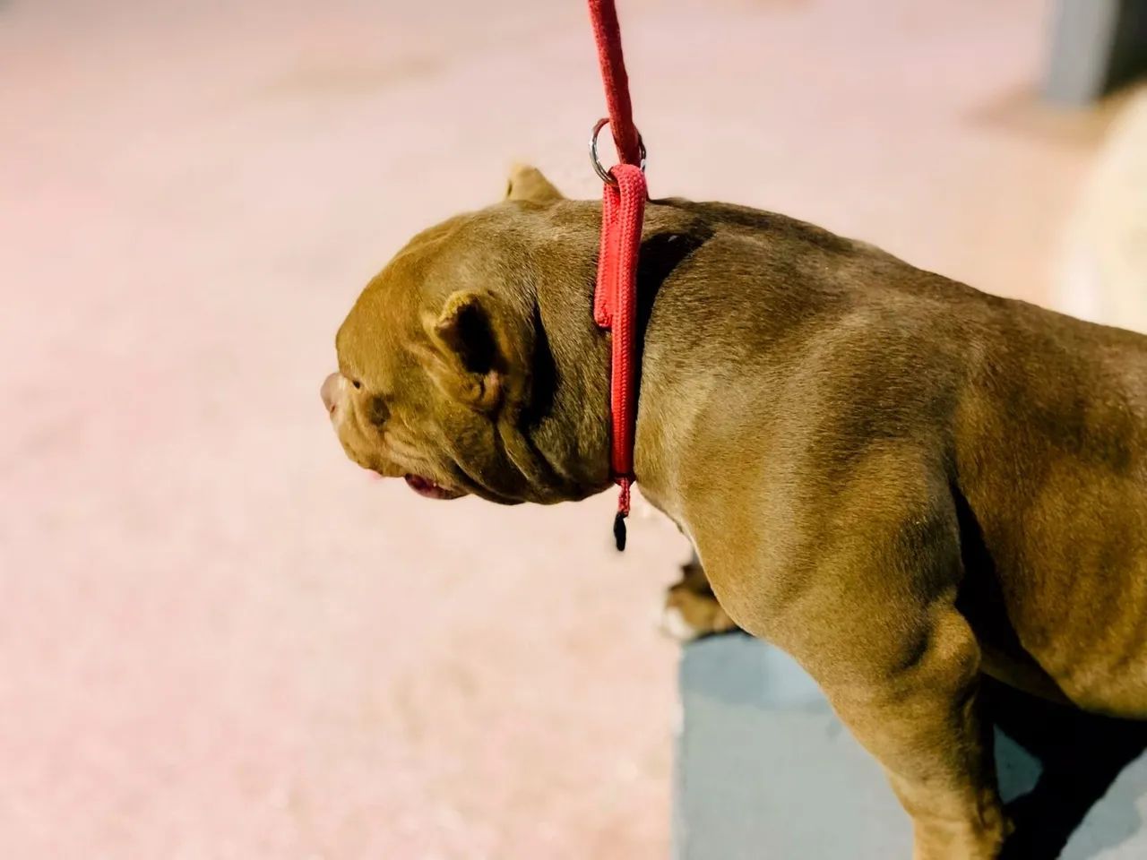Vendo ou Troco Casal de American Bully  - Foto 3