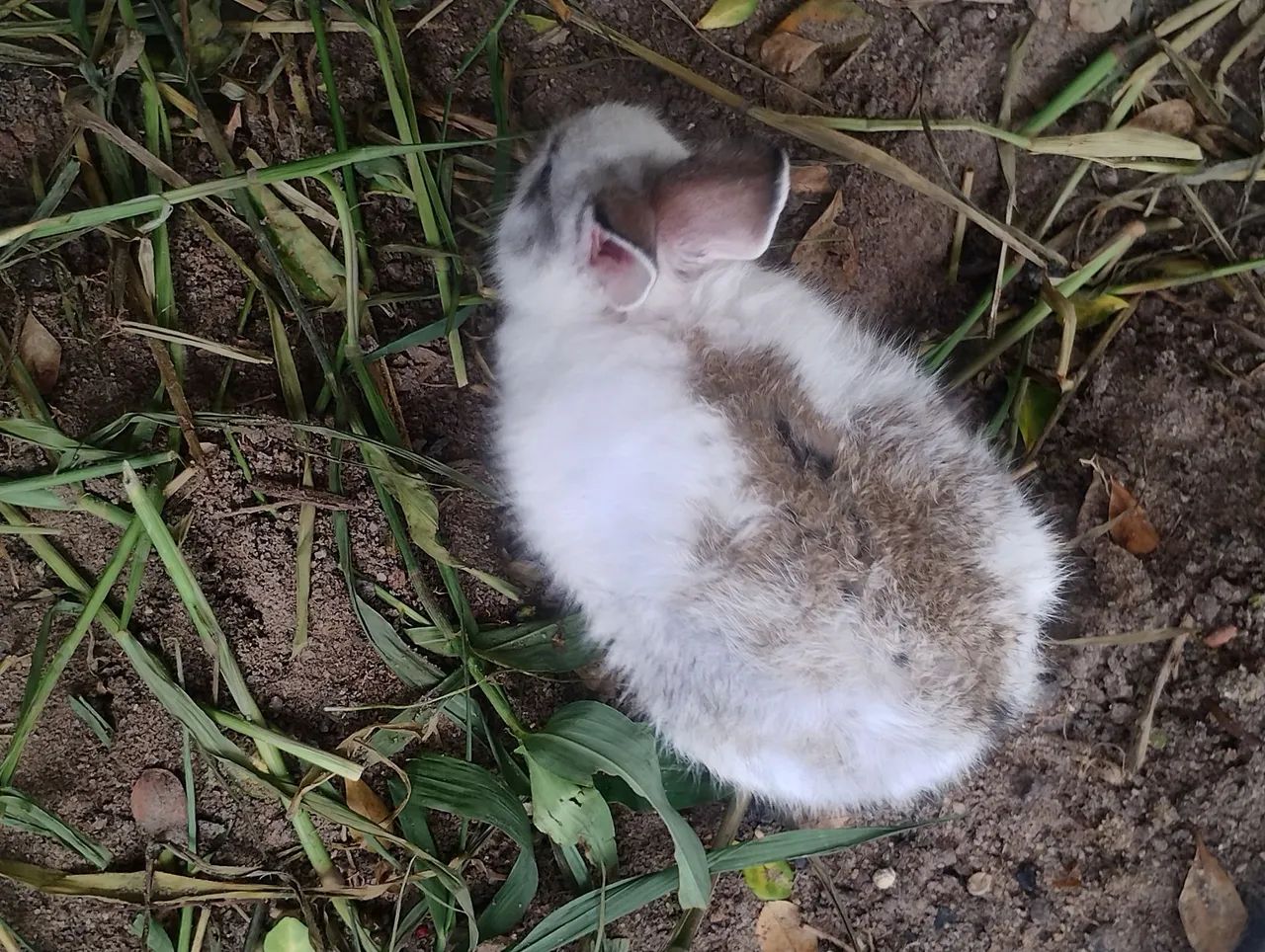 Coelhos  - Foto 4