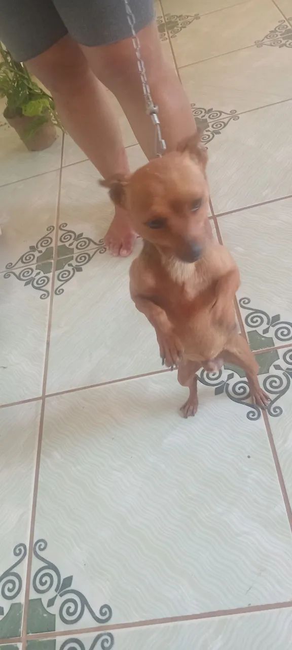 Cachorro Pinscher - Foto 4