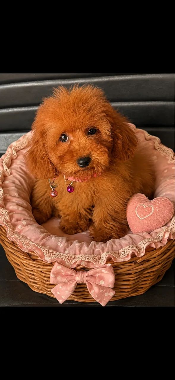 Poodle filhotes