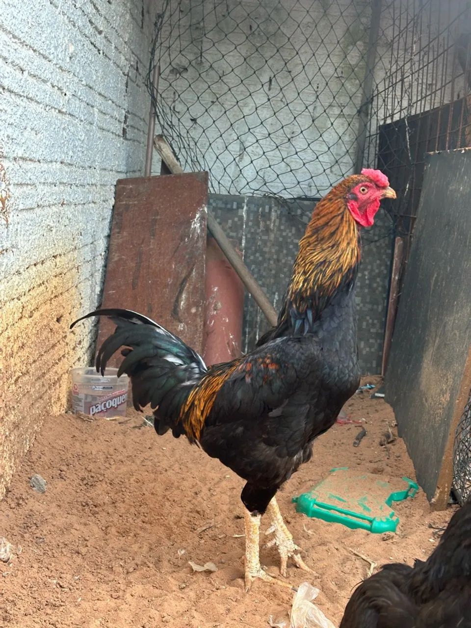 Galo 100 reais  - Foto 4