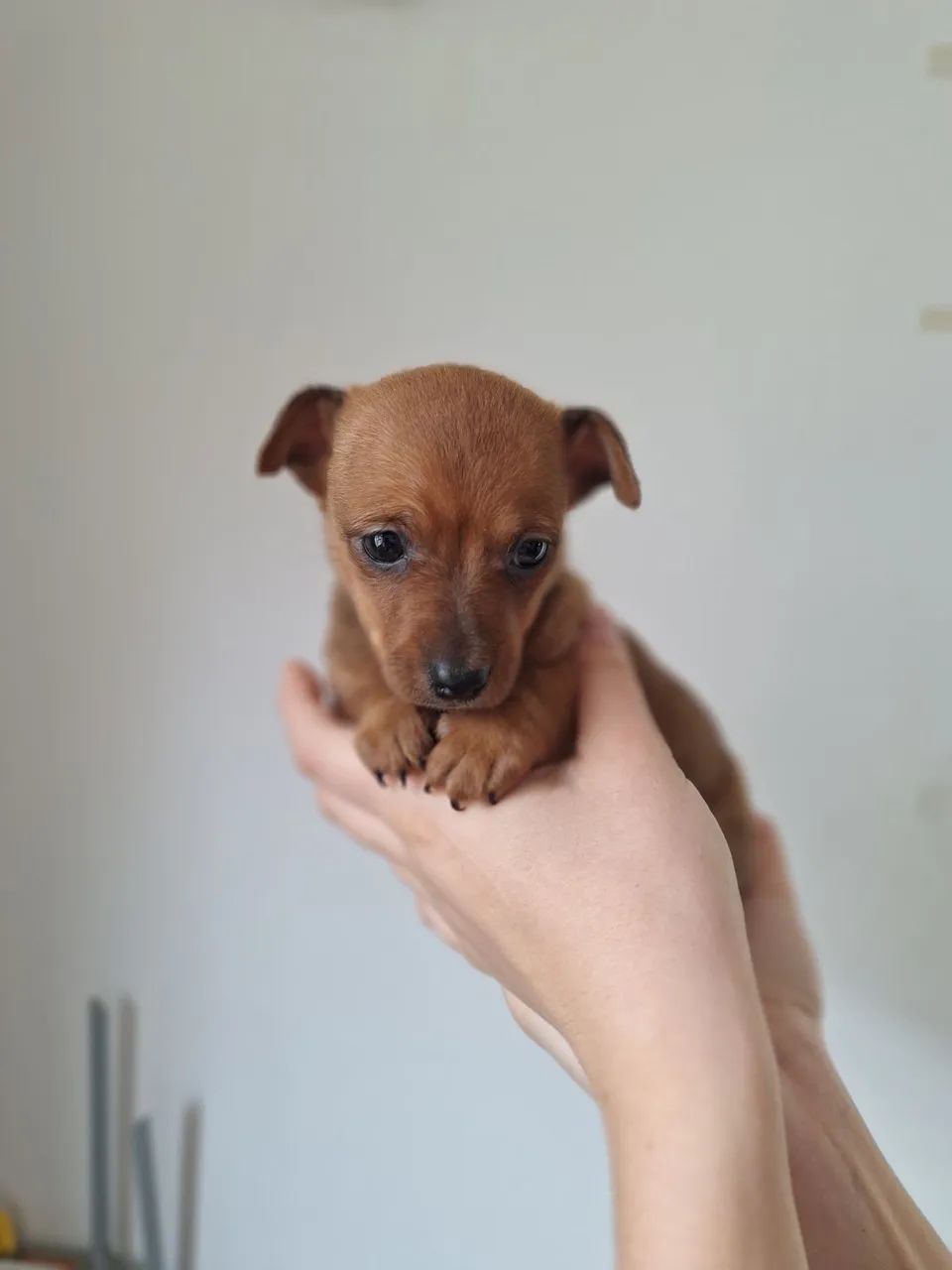 Vendo pinscher macho - Foto 5