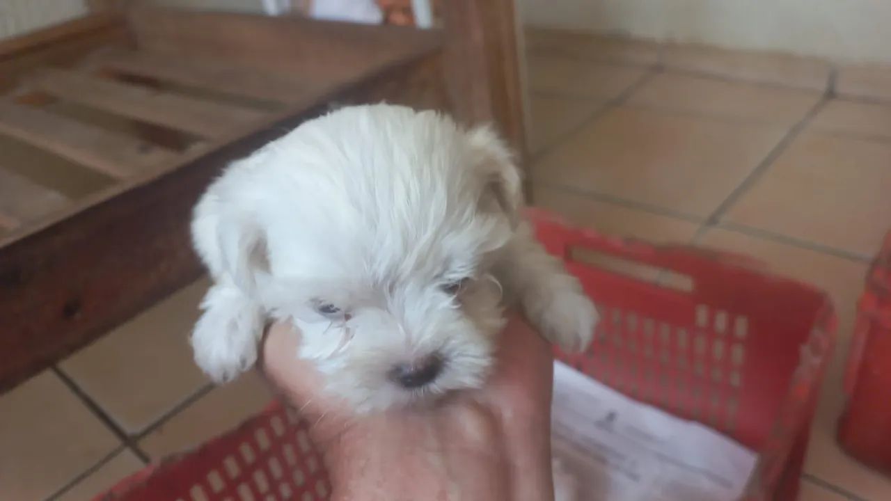Filhotes de Maltês.  - Foto 2