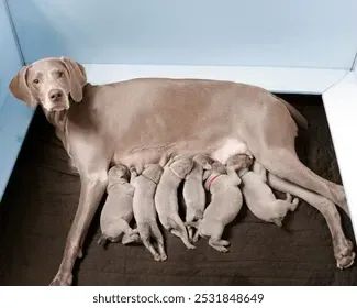 labrador 