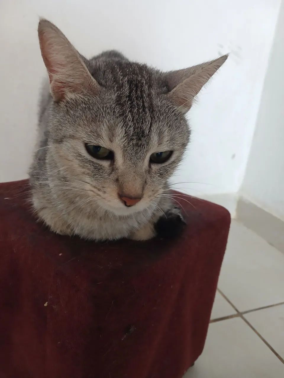 Gata para doação ela é dócio 
