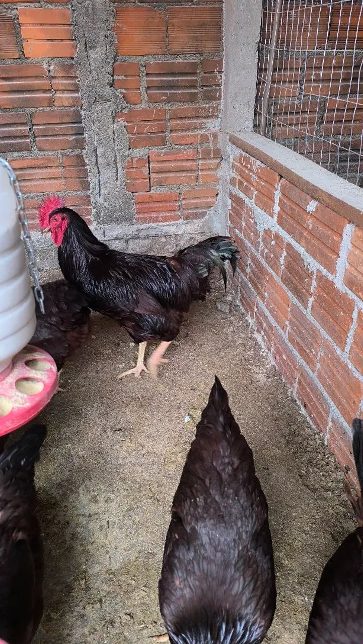 06 ovos galados de Rhode island red 