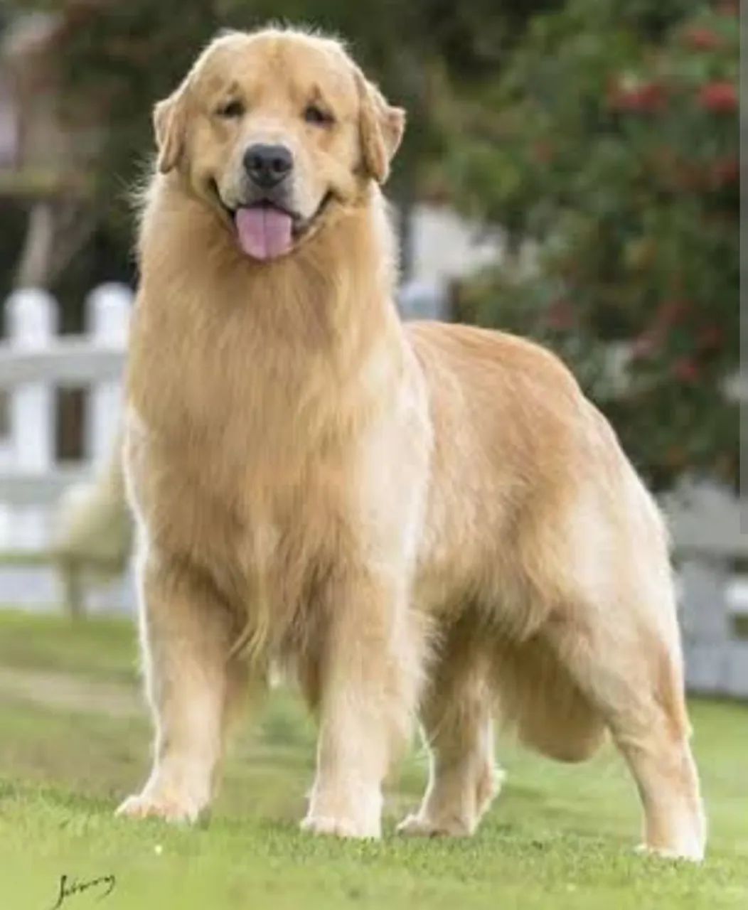 Golden retriver - Foto 3