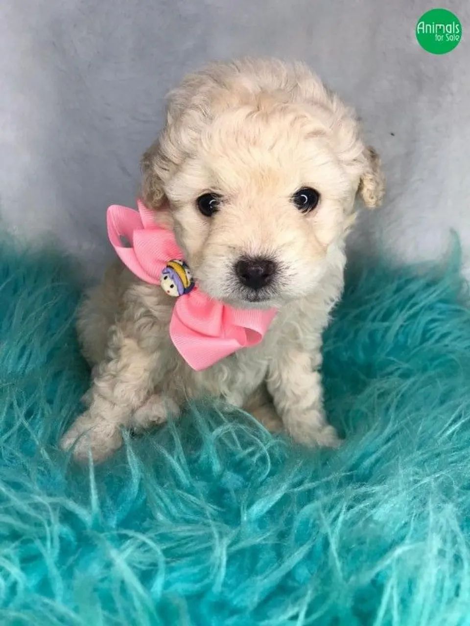 Poodle 