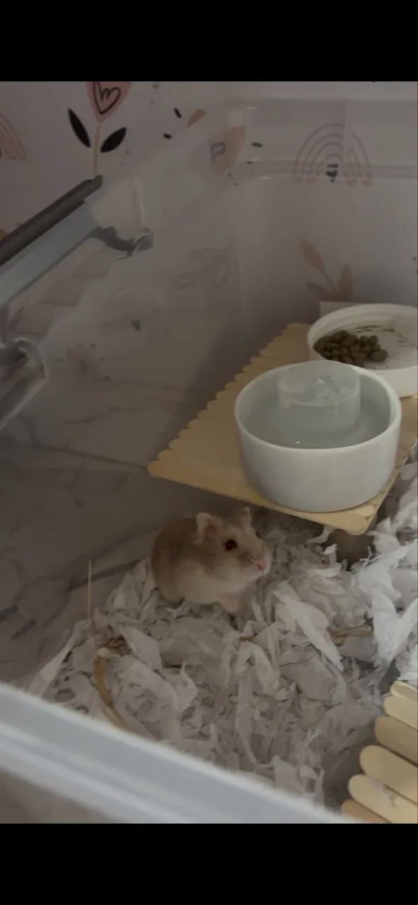 hamster anão russo - Foto 4