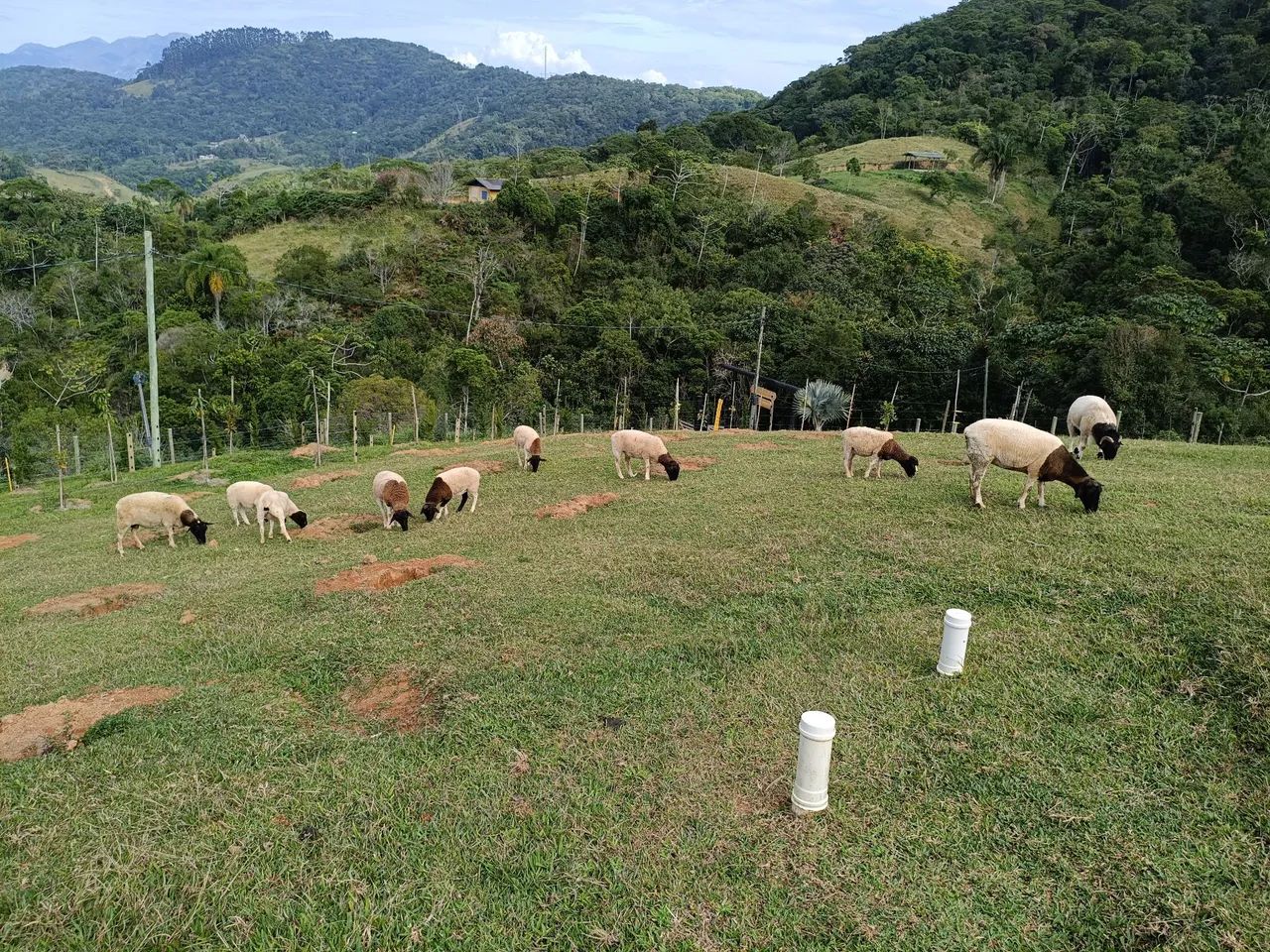 Dorper puras  - Foto 4