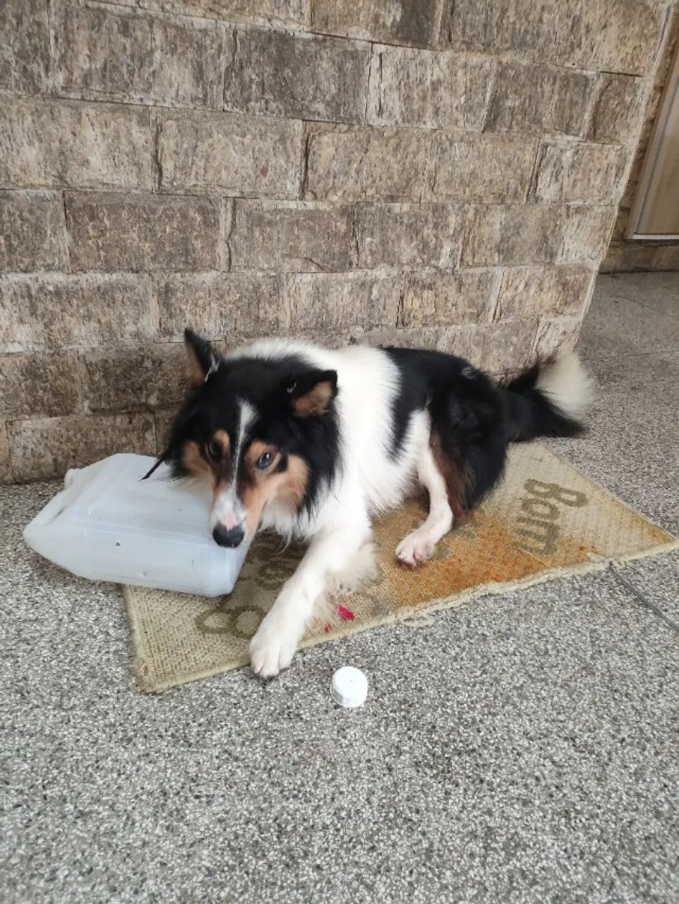 Doa-se Border Collie - Foto 3