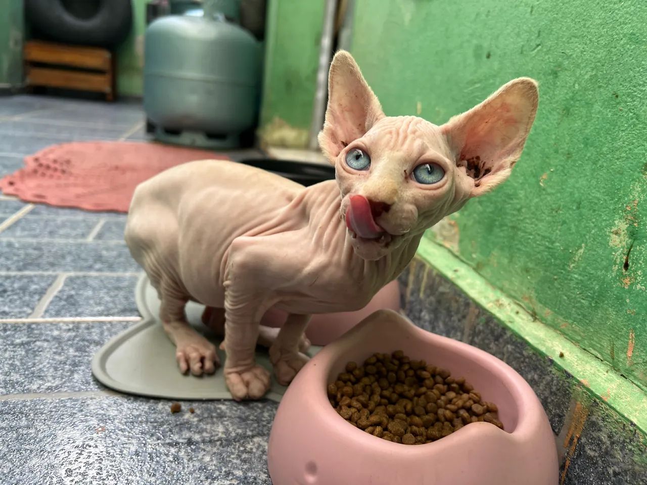 Filhote de Gato Sphynx - Foto 4