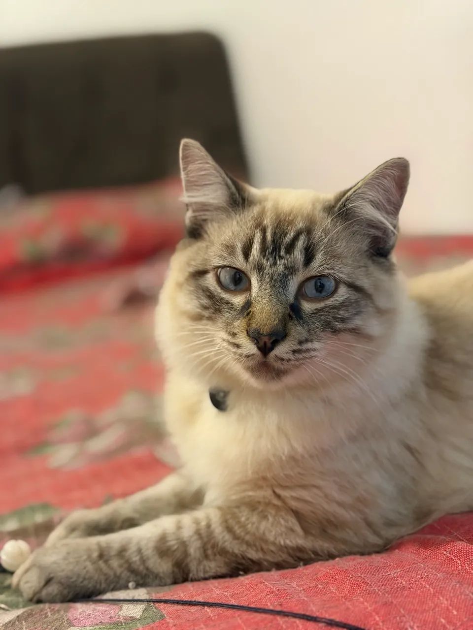 Ragdoll macho 9 meses  - Foto 4