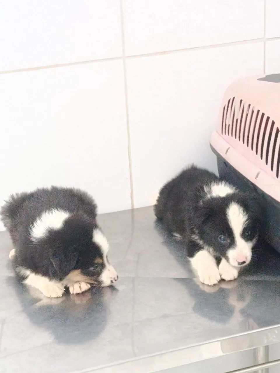 Border collie  - Foto 2