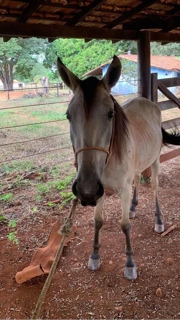 Vendo égua esquipadeira  - Foto 3