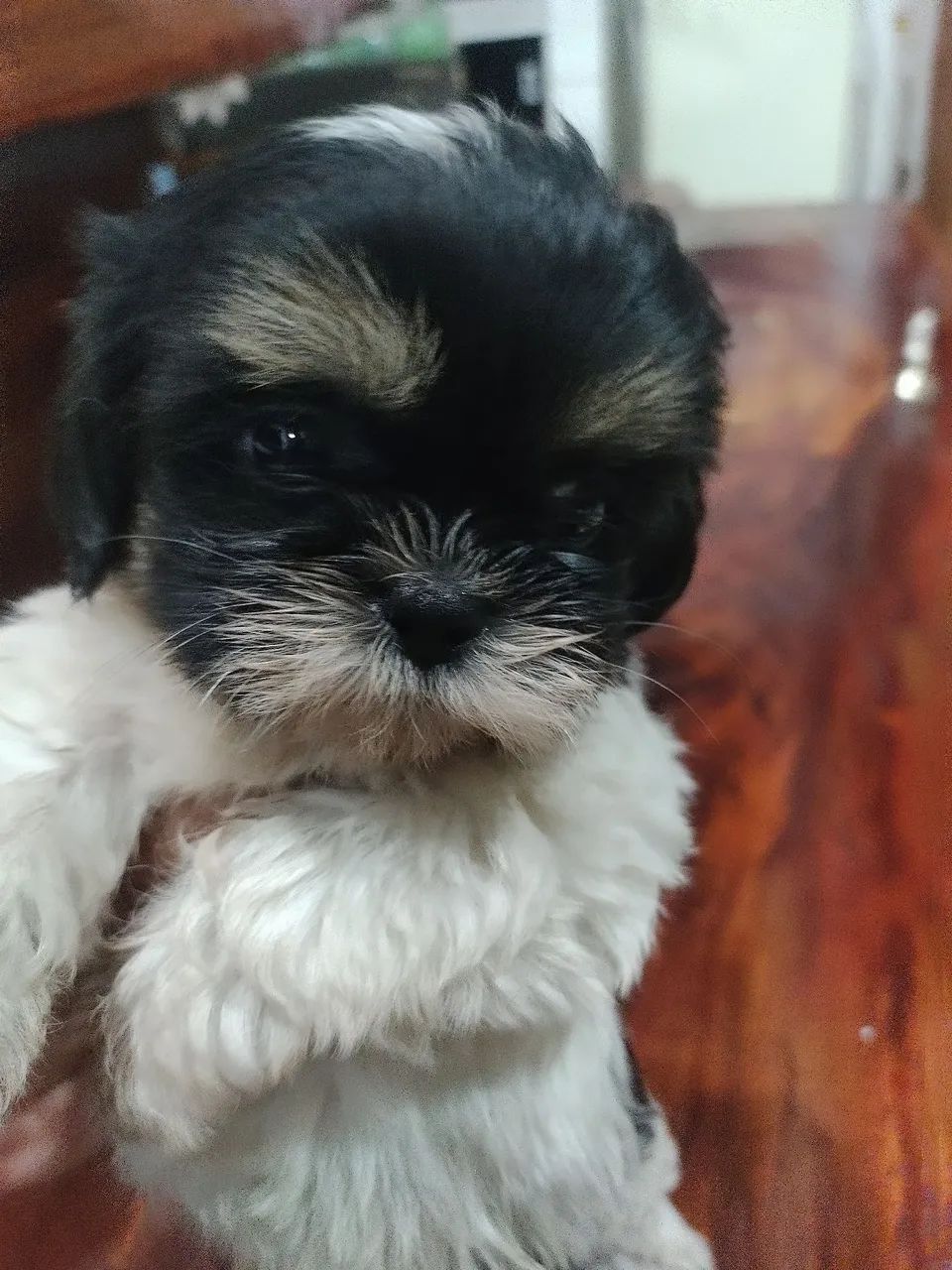 Vendo filhotes de Shitzu  - Foto 3