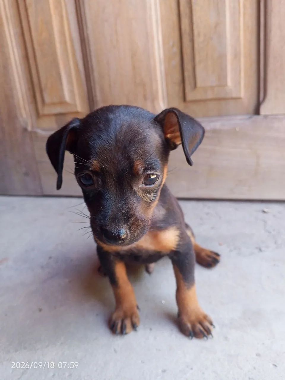 Pincher macho disponíveis  - Foto 2