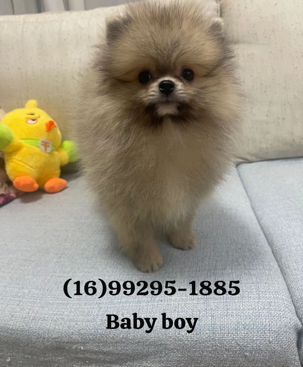 Machinho de spitz Alemão.  - Foto 3